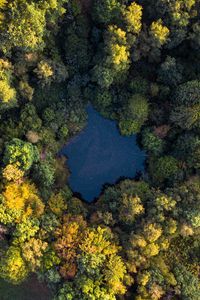 Preview wallpaper lake, trees, aerial view, forest, water, autumn