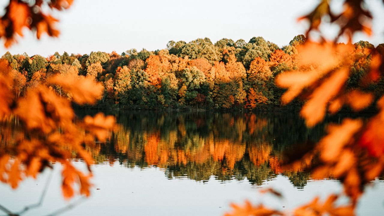 Wallpaper lake, trees, autumn, shore, landscape