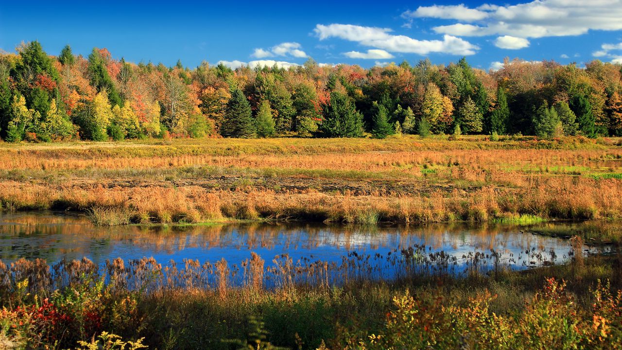 Wallpaper lake, trees, autumn, sky