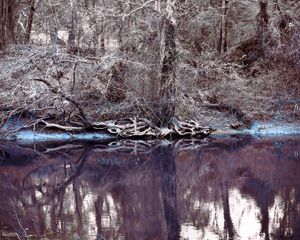 Preview wallpaper lake, trees, bushes, thickets, frosts, hoarfrost, wood