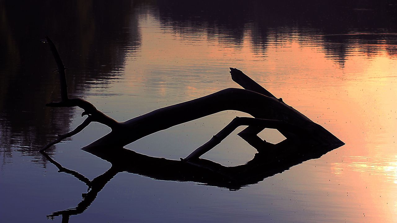 Wallpaper lake, trees, dusk, driftwood, forest