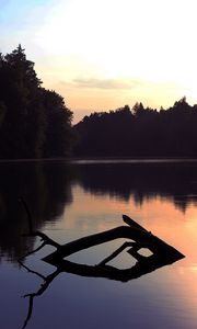 Preview wallpaper lake, trees, dusk, driftwood, forest