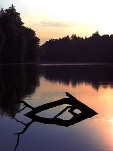 Preview wallpaper lake, trees, dusk, driftwood, forest