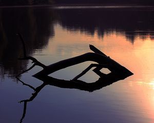 Preview wallpaper lake, trees, dusk, driftwood, forest