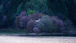 Preview wallpaper lake, trees, flowering