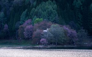 Preview wallpaper lake, trees, flowering