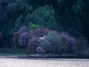 Preview wallpaper lake, trees, flowering