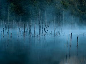 Preview wallpaper lake, trees, fog, water