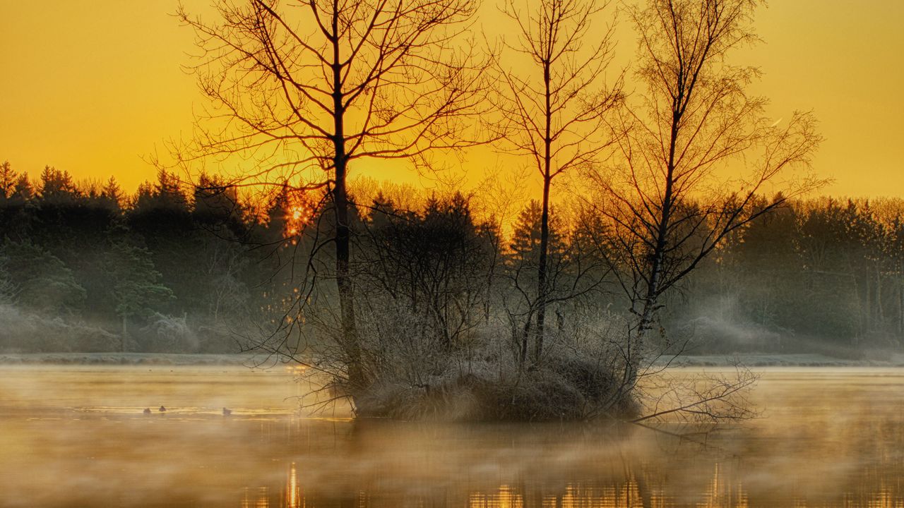 Wallpaper lake, trees, fog, dusk, nature