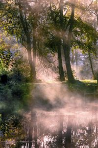 Preview wallpaper lake, trees, fog, sunlight, morning