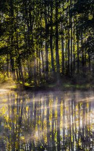 Preview wallpaper lake, trees, fog, light, rays, morning