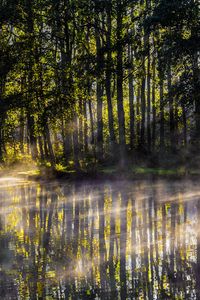 Preview wallpaper lake, trees, fog, light, rays, morning