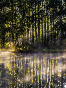 Preview wallpaper lake, trees, fog, light, rays, morning