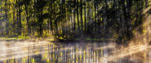 Preview wallpaper lake, trees, fog, light, rays, morning