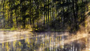 Preview wallpaper lake, trees, fog, light, rays, morning