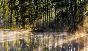 Preview wallpaper lake, trees, fog, light, rays, morning
