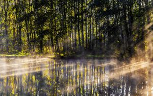 Preview wallpaper lake, trees, fog, light, rays, morning