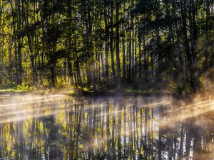 Preview wallpaper lake, trees, fog, light, rays, morning