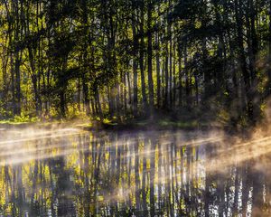 Preview wallpaper lake, trees, fog, light, rays, morning
