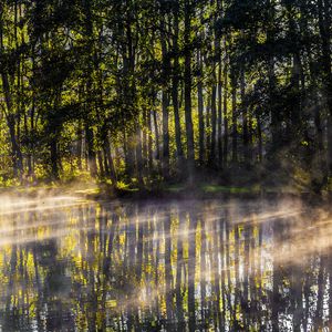 Preview wallpaper lake, trees, fog, light, rays, morning