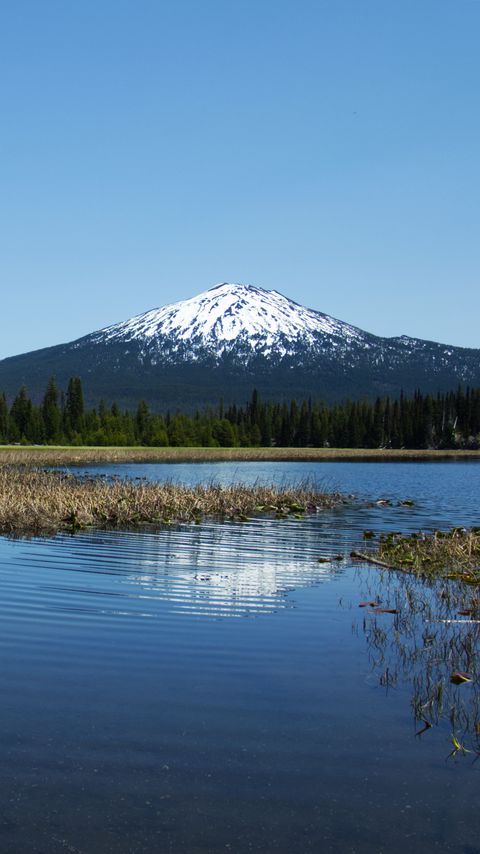 480x854 Wallpaper lake, trees, forest, mountain, landscape
