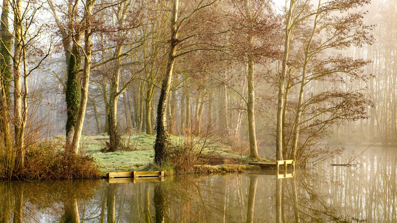Wallpaper lake, trees, forest, reflection, fog