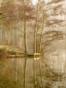 Preview wallpaper lake, trees, forest, reflection, fog