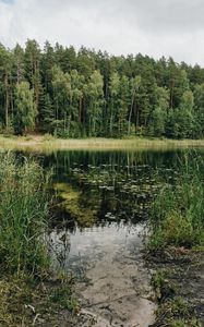 Preview wallpaper lake, trees, forest, grass, pine