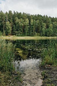 Preview wallpaper lake, trees, forest, grass, pine