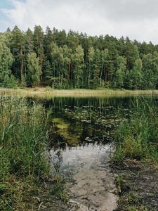 Preview wallpaper lake, trees, forest, grass, pine