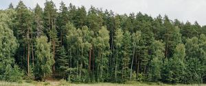 Preview wallpaper lake, trees, forest, grass, pine