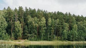 Preview wallpaper lake, trees, forest, grass, pine