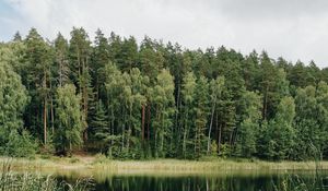 Preview wallpaper lake, trees, forest, grass, pine