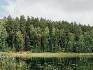 Preview wallpaper lake, trees, forest, grass, pine