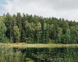 Preview wallpaper lake, trees, forest, grass, pine