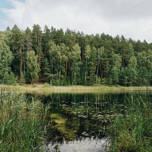 Preview wallpaper lake, trees, forest, grass, pine