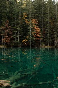 Preview wallpaper lake, trees, forest, water, shore