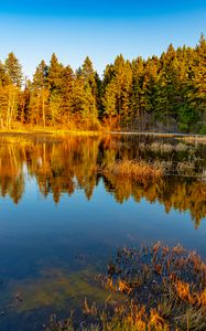 Preview wallpaper lake, trees, forest, reflection, nature, landscape