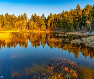 Preview wallpaper lake, trees, forest, reflection, nature, landscape