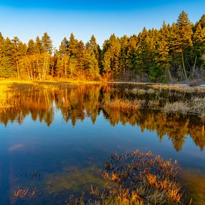 Preview wallpaper lake, trees, forest, reflection, nature, landscape