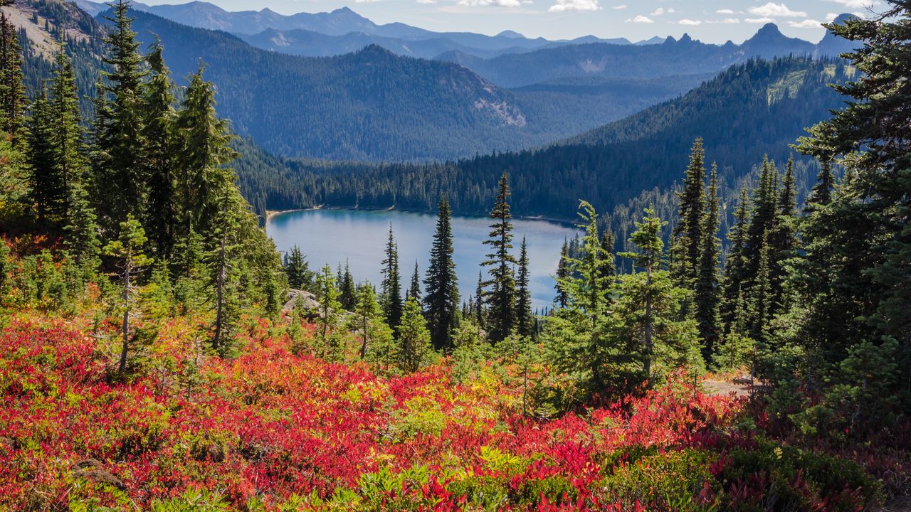 Wallpaper lake, trees, forest, flowers, grass, mountains