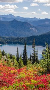 Preview wallpaper lake, trees, forest, flowers, grass, mountains