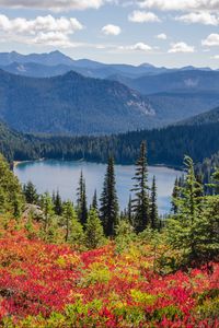 Preview wallpaper lake, trees, forest, flowers, grass, mountains