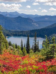 Preview wallpaper lake, trees, forest, flowers, grass, mountains