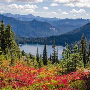 Preview wallpaper lake, trees, forest, flowers, grass, mountains