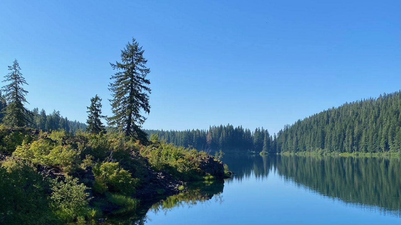 Wallpaper lake, trees, forest, shore, landscape