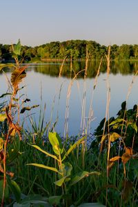 Preview wallpaper lake, trees, landscape