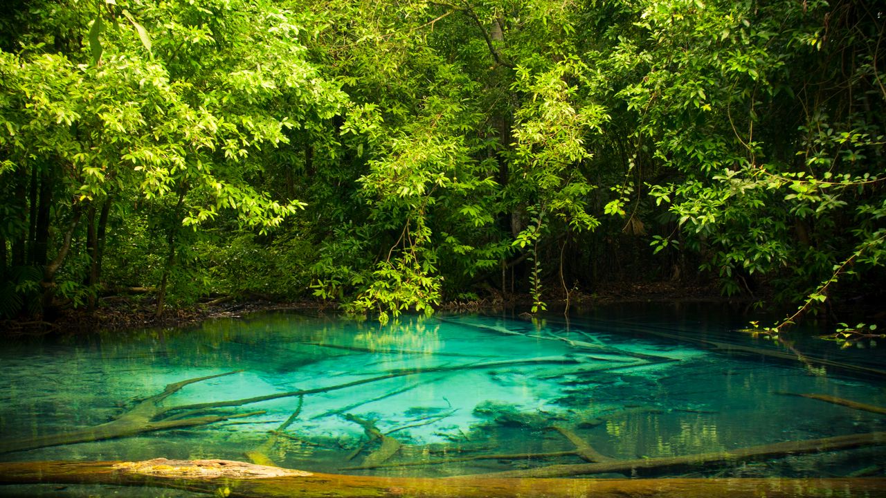 Wallpaper lake, trees, leaves, nature, green