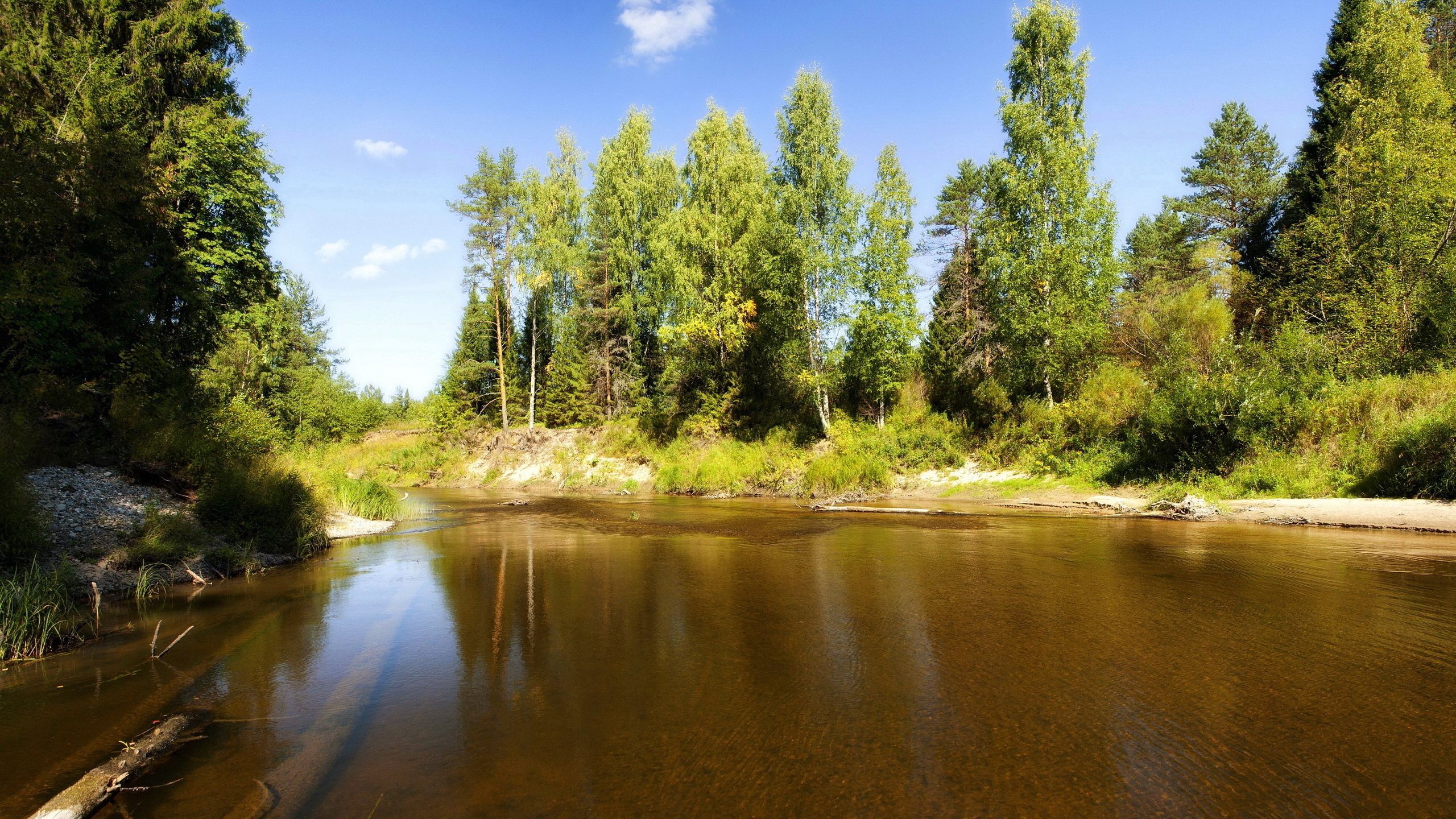 Download wallpaper 2560x1440 lake, trees, logs, under water, solarly ...