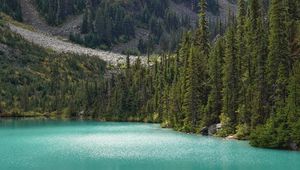 Preview wallpaper lake, trees, pines, slope, landscape, nature